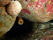 Western hollow-spined urchin ("Centrostephanus tenuispinus"), cartrut shell ("Dicathais orbita") and black lipped abalone ("Haliotis rubra") at Greenly Island, South Australia