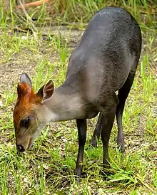 Black and brown bovid