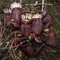 The family Cephalotaceae has only one genus, Cephalotus, which contains only one species, Cephalotus follicularis, the Australian pitcher plant.