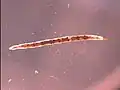 Larval stage of a ceratopogonid species