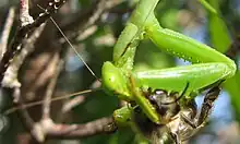 Ceratopogonid feeds on a mantis (The midge is on the front right femorotibial joint of the mantis, the mantis is eating a bee)