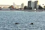 View of Puerto Madryn from the bay with a southern right whale.