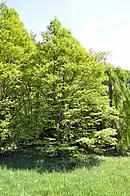 Cercidiphyllum japonicum