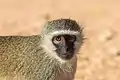 Adult male vervet monkey in South Africa