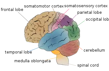 Image of the Brain