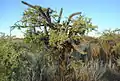 Plant growing in the wild climbing on Geoffroea decorticans at Colonia Cilavert, Las Grutas, Río Negro province, Patagonia, Argentina