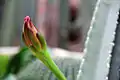 Flower bud of Cereus fernambucensis subsp. fernambucensis