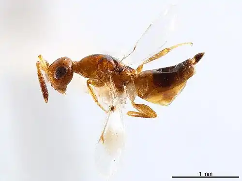 Cerocephala eccoptogastri