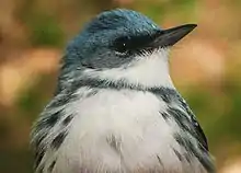 The head and upper body of a male Cerulean Warbler are shown in this photo by the US Fish and Wildlife Service.