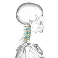 Cervical vertebrae, lateral view (shown in blue and yellow)