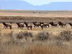 Elk herd