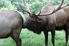 Photograph of male elk with his snout touching the female's backside