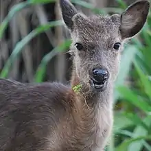 Kerama deer stands looking into camera with plants hanging out of its mouth