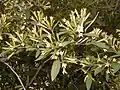 Specimen flowering in Royal Botanic Garden, Madrid.