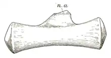 Drawing of a very long and thin tail bone