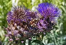 Cardoon plant in early August, Botanical Garden, Gaillac