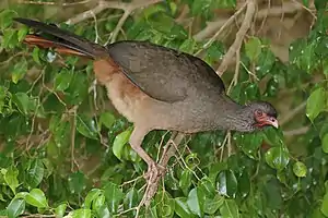 Chaco chachalaca