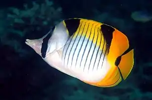 Closeup of a Butterfly Fish (Chaetodon falcula) in a reef, Lakshdweep.