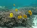A group of Yellow teardrop butterflyfishChaetodon (Lepidochaetodon) interruptus