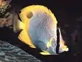 The spotfin butterflyfish