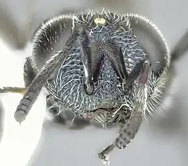 Face of Chalcedectus caelatus
