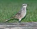 Chalk-browed mockingbird