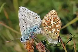 Chalkhill blue butterflies (Lysandra coridon) mating