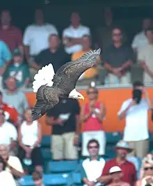Bald eagle flies over a football field