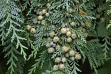 Port Orford cedar, endemic to the Southern Oregon Coastal Mountains