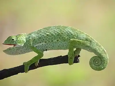 Senegal chameleon in Pendjari National Park in Benin.