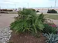 Chamaerops humilis growing in Virginia Beach, Virginia