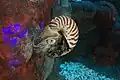 Chambered nautilus (Nautilus pompilius)