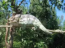 A chameleon