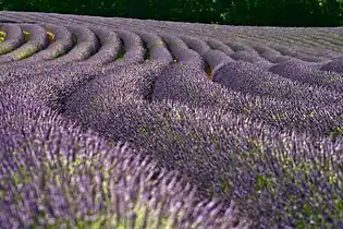 Lavender fields, a well-known feature of southern France, are mainly in Provence.