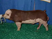a stocky pig, deep red-brown with pink face, belly and legs
