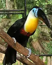 Channel-billed toucan(Ramphastos vitellinus vitellinus)