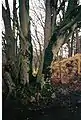 The Coppiced Boundary March beech Tree.