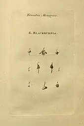 The text "Tetrandria Monogynia" and "6. Blackburnia" above ten engravings of botanical details