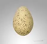 Egg of  Charadrius dubius, MHNT