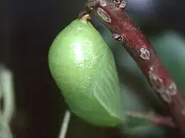 Newly formed pupa