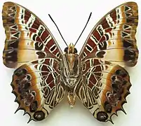 C. p. pollux from the CAR - underside