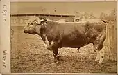 Portrait of a Bull ca 1891-1892 albumen print mounted to cabinet card.