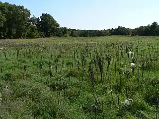 Field of milkweed in the fall