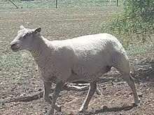 Charollai ewe walking by rhys