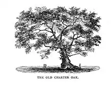 Image 12The Charter Oak in Hartford (from History of Connecticut)