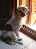 Cavalier King Charles Spaniel in the window.