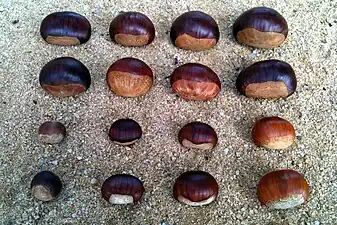 Different sorts of chestnuts