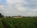 Chateau de Marsannay surrounded by vines