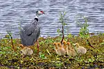 Family in Rio Grande do Sul, Brazil