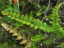 Two leaves of a fern, with an inset showing brownish hairs on the underside of one of them